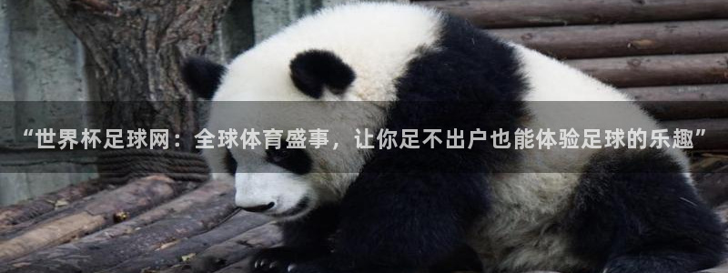 世界杯决赛圈球队:“世界杯足球网:全球体育盛事,让你足不出户也能体验足球的乐趣”