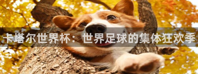 世界杯在线直播入口:卡塔尔世界杯:世界足球的集体狂欢季